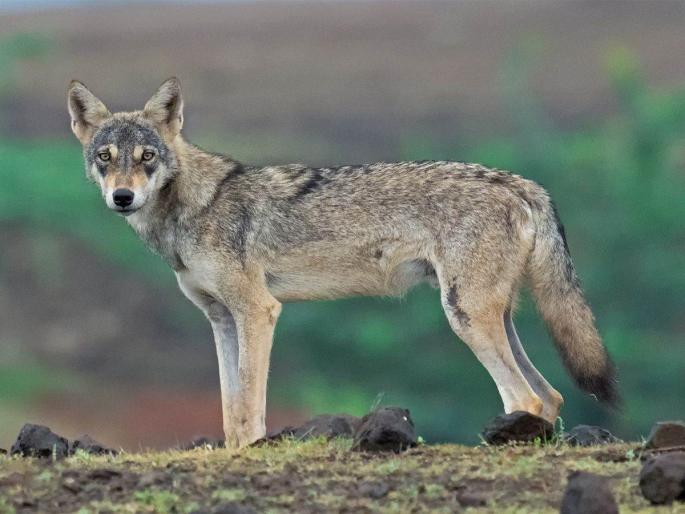 what do you say A biological hybrid between dogs and wolves! | काय सांगता? कुत्रे आणि लांडग्यांमध्ये जैविक संकर! what do you say A biological hybrid between dogs and wolves! | काय सांगता? कुत्रे आणि लांडग्यांमध्ये जैविक संकर!