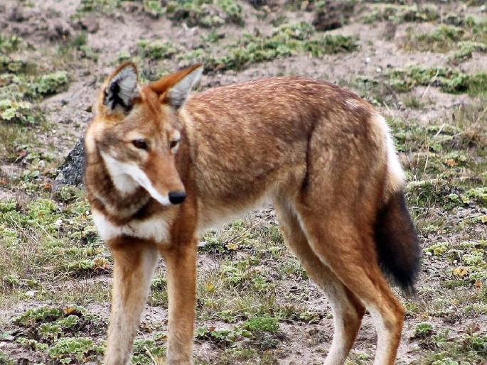 25 lakhs help from the government in case of death in leopard, wolf attack | बिबट्या, लांडग्याच्या हल्ल्यात मृत्यू झाल्यास शासनाकडून २५ लाखांची मदत 25 lakhs help from the government in case of death in leopard, wolf attack | बिबट्या, लांडग्याच्या हल्ल्यात मृत्यू झाल्यास शासनाकडून २५ लाखांची मदत