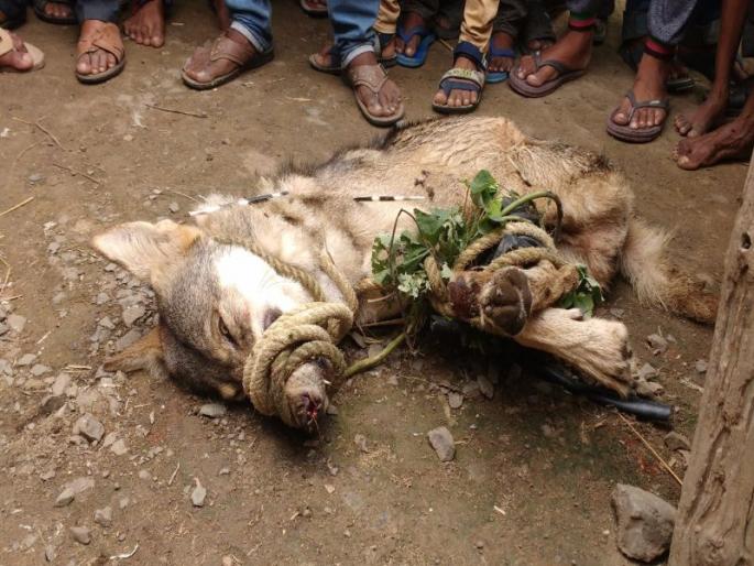 8 wounded in wrestling wolf in Amravati | अमरावतीत पिसाळलेल्या लांडग्याच्या हल्ल्यात 8 जण जखमी 8 wounded in wrestling wolf in Amravati | अमरावतीत पिसाळलेल्या लांडग्याच्या हल्ल्यात 8 जण जखमी