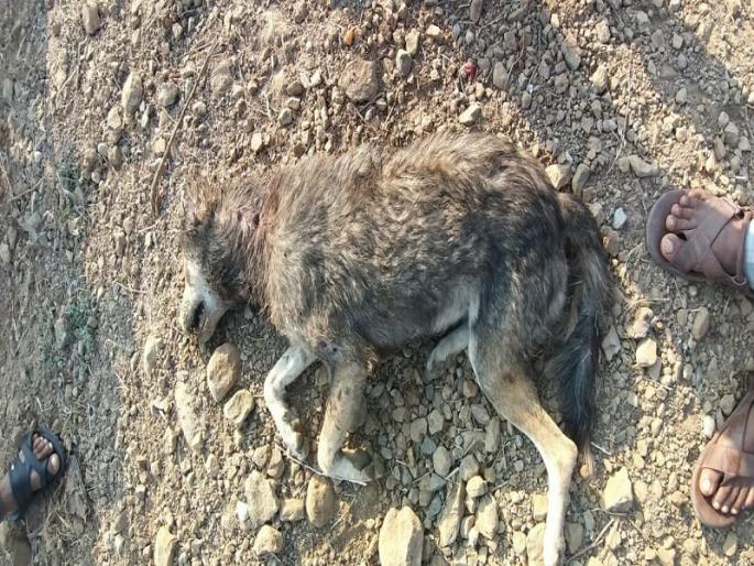 Wolf found dead; An investigation is underway by the forest department | मृतावस्थेत आढळला लांडगा; वनविभागाकडून तपास सुरू Wolf found dead; An investigation is underway by the forest department | मृतावस्थेत आढळला लांडगा; वनविभागाकडून तपास सुरू