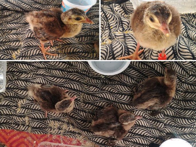 landor chicks get life in incubator the first incident in the country | इनक्युबेटरमध्ये लांडोरच्या पिल्लांना मिळाले जीवदान...! देशातील पहिलीच घटना landor chicks get life in incubator the first incident in the country | इनक्युबेटरमध्ये लांडोरच्या पिल्लांना मिळाले जीवदान...! देशातील पहिलीच घटना