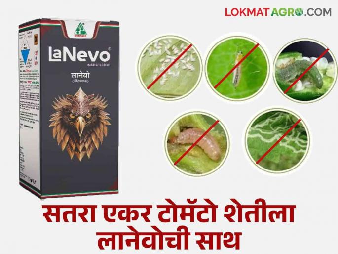 Latest News Seventeen acres of tomato farm benefited from Lanevo insecticide, experience of Sinnar farmer  | Tomato Farming Maharashtra : सतरा एकर टोमॅटो शेतीला लानेवो कीटकनाशक ठरलं वरदान, सिन्नरच्या शेतकऱ्याचा अनुभव Latest News Seventeen acres of tomato farm benefited from Lanevo insecticide, experience of Sinnar farmer  | Tomato Farming Maharashtra : सतरा एकर टोमॅटो शेतीला लानेवो कीटकनाशक ठरलं वरदान, सिन्नरच्या शेतकऱ्याचा अनुभव
