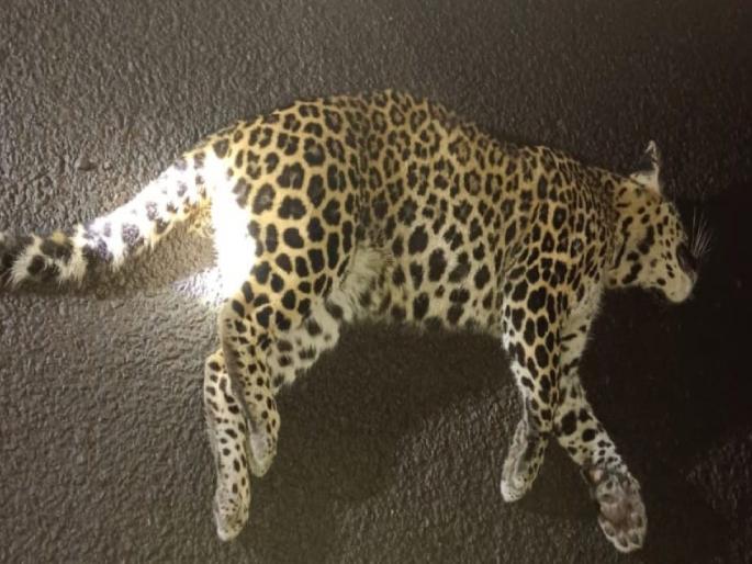 Two leopards die in Ratnagiri after being hit by an unknown vehicle, one rescued | अज्ञात वाहनाच्या धडकेत रत्नागिरीत दोन बिबट्यांचा मृत्यू, एकाला वाचवले