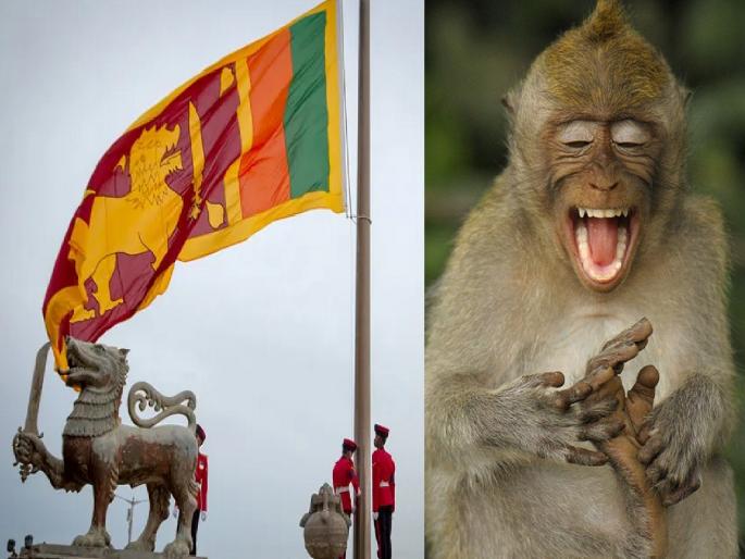 Electricity Blackout in Sri Lanka: a monkey has darkened Sri Lanka | त्रेतायुगात हनुमानाने लंका जाळली, आता कलियुगात एका माकडाने श्रीलंकेत अंधार केला Electricity Blackout in Sri Lanka: a monkey has darkened Sri Lanka | त्रेतायुगात हनुमानाने लंका जाळली, आता कलियुगात एका माकडाने श्रीलंकेत अंधार केला