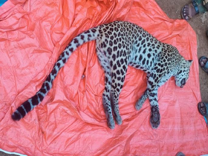 Bhandara | a Leopard killed in collision with unidentified vehicle in Lakhandur | अज्ञात वाहनाच्या धडकेत बिबट्याचा मृत्यू; लाखांदूर येथील घटना Bhandara | a Leopard killed in collision with unidentified vehicle in Lakhandur | अज्ञात वाहनाच्या धडकेत बिबट्याचा मृत्यू; लाखांदूर येथील घटना