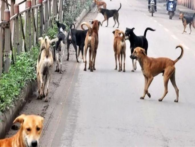 Dogs to be sterilized after 28 months in Nagpur; EOI will start in first week of December | अखेर नागपूर मनपाला आली जाग, २८ महिन्यांनंतर श्वानांच्या 'नसबंदी'ला मुहूर्त