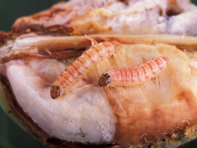 Farmers, remove the pink bollworm on the cotton | शेतकऱ्यांनो कपाशीवरील गुलाबी बोंडअळीचा नायनाट करा