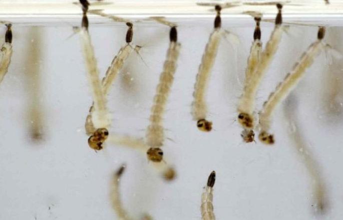 Hospitals become danderous to the life of patient : How to cure dengue | इस्पितळेच उठली रुग्णांच्या जीवावर : कसा होईल डेंग्यू बरा ? Hospitals become danderous to the life of patient : How to cure dengue | इस्पितळेच उठली रुग्णांच्या जीवावर : कसा होईल डेंग्यू बरा ?