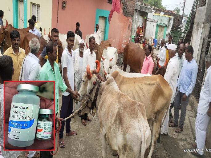 Livestock Development Officer Vacccine of calf, inoculation of large cattle | लस कालवडीची, टोचली मोठ्या गुरांना; पशुधन विकास अधिकाऱ्यांचा प्रताप Livestock Development Officer Vacccine of calf, inoculation of large cattle | लस कालवडीची, टोचली मोठ्या गुरांना; पशुधन विकास अधिकाऱ्यांचा प्रताप