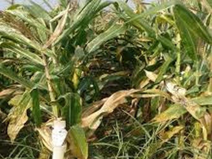 Maize crop on one and half lakh hectares in state in danger | राज्यातील साडेसात लाख हेक्टरवरील मका पीक धोक्यात! Maize crop on one and half lakh hectares in state in danger | राज्यातील साडेसात लाख हेक्टरवरील मका पीक धोक्यात!