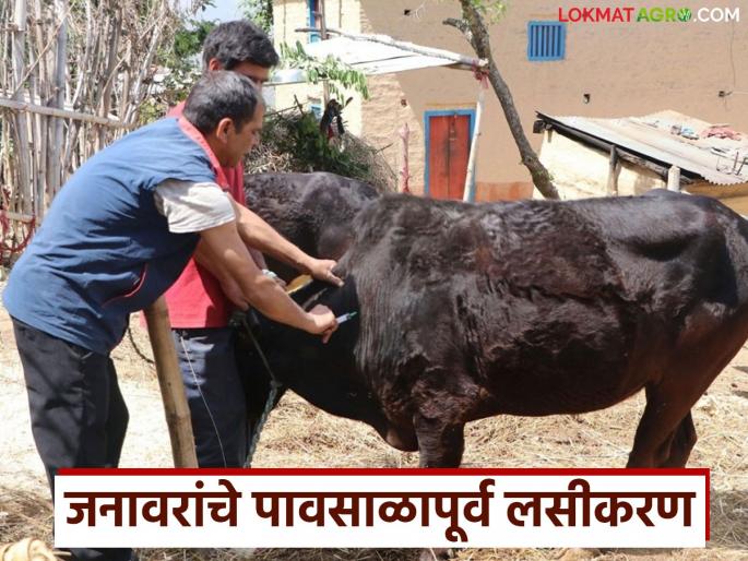 Latest News Pre monsoon Vaccination animals be vaccinated before the monsoon Learn in detail | Pre monsoon Vaccination : जनावरांची वाढ खुंटली, पोटात जंत झाले; जनावरांना कुठले औषध द्याल?