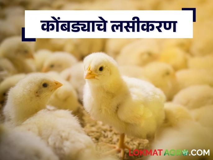 Vaccinate, prevent diseases in chickens poultry birds | Poultry कुक्कुटपालन व्यवसाय करताय? रोगांपासून वाचण्यासाठी करा हा सोपा उपाय Vaccinate, prevent diseases in chickens poultry birds | Poultry कुक्कुटपालन व्यवसाय करताय? रोगांपासून वाचण्यासाठी करा हा सोपा उपाय