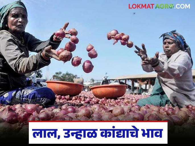 Latest News Prices down in Lasalgaon onion market see prices in Mumbai and Pune kanda market | Kanda Market : आज लासलगाव कांदा मार्केटमध्ये दर घसरले! मुंबई, पुण्यात काय दर मिळाले? Latest News Prices down in Lasalgaon onion market see prices in Mumbai and Pune kanda market | Kanda Market : आज लासलगाव कांदा मार्केटमध्ये दर घसरले! मुंबई, पुण्यात काय दर मिळाले?