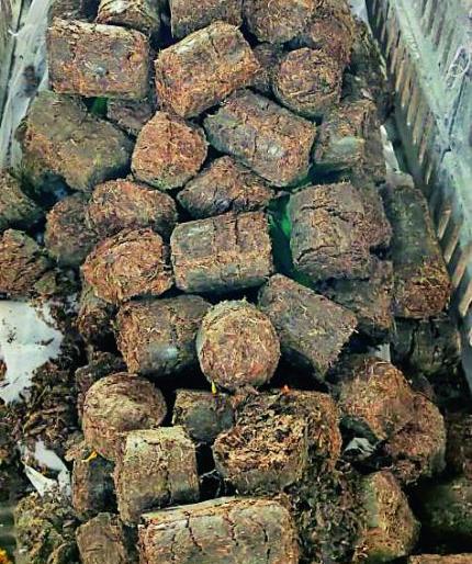 Woodless funeral : Cows dung cake will get on the pier instead of wood in Nagpur | लाकूडविरहित अंत्यसंस्कार : नागपुरात लाकडाऐवजी घाटावर मिळणार गोवऱ्या Woodless funeral : Cows dung cake will get on the pier instead of wood in Nagpur | लाकूडविरहित अंत्यसंस्कार : नागपुरात लाकडाऐवजी घाटावर मिळणार गोवऱ्या