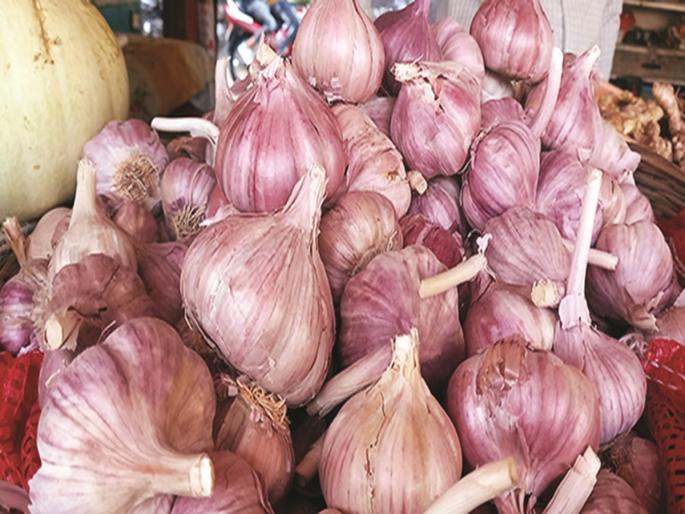 The fall in the price of garlic brought the fragrance to the kitchen | खवय्यांसाठी आनंदाची बातमी, लसणाचे भाव घटल्याने फोडणीला आला सुगंध The fall in the price of garlic brought the fragrance to the kitchen | खवय्यांसाठी आनंदाची बातमी, लसणाचे भाव घटल्याने फोडणीला आला सुगंध