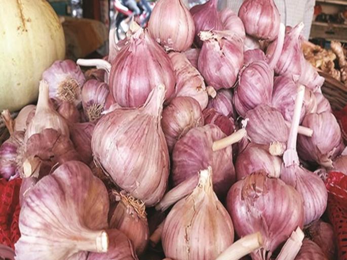 Gawran garlic Rs 600 per kg; Instead of a cracking sound, there is a 'crack' in the head; Why did the prices increase? | गावरान लसूण ६०० रुपये किलो; फोडणीच्या आवाजाऐवजी डोक्यातच ‘तडतड’; भाव का वाढले? Gawran garlic Rs 600 per kg; Instead of a cracking sound, there is a 'crack' in the head; Why did the prices increase? | गावरान लसूण ६०० रुपये किलो; फोडणीच्या आवाजाऐवजी डोक्यातच ‘तडतड’; भाव का वाढले?