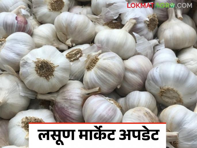 Lasun Bajar Bhav: Arrival of 100 quintals of garlic in Kolhapur Market Committee; How are you getting the rate? | Lasun Bajar Bhav : कोल्हापूर बाजार समितीत १०० क्विंटल लसणाची आवक; कसा मिळतोय दर Lasun Bajar Bhav: Arrival of 100 quintals of garlic in Kolhapur Market Committee; How are you getting the rate? | Lasun Bajar Bhav : कोल्हापूर बाजार समितीत १०० क्विंटल लसणाची आवक; कसा मिळतोय दर