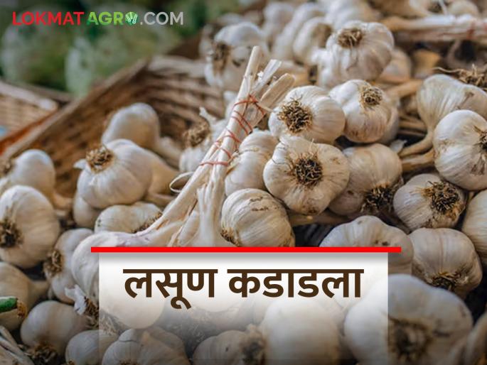 Inflow of garlic in the state decreased; increase Double in garlic market price | राज्यात लसणाची आवक घटली; लसूण बाजारभावात दुपटीने वाढ Inflow of garlic in the state decreased; increase Double in garlic market price | राज्यात लसणाची आवक घटली; लसूण बाजारभावात दुपटीने वाढ