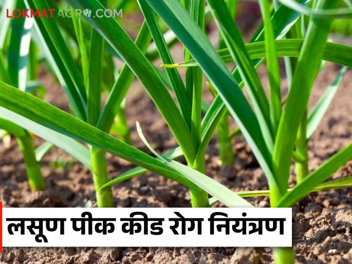 Latest News Lasun Karpa Management Control of Borer and Aphid on Garlic Crop, read in detail  | Lasun Karpa Management : असे करा, लसूण पिकावरील करपा आणि फुलकिडीचे नियंत्रण, वाचा सविस्तर  Latest News Lasun Karpa Management Control of Borer and Aphid on Garlic Crop, read in detail  | Lasun Karpa Management : असे करा, लसूण पिकावरील करपा आणि फुलकिडीचे नियंत्रण, वाचा सविस्तर