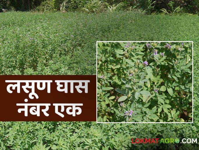 Lasun Ghas : How to cultivate healthy fodder lucerne grass to more cuttings | Lasun Ghas : सकस चारा लसूण घासाच्या जास्त कापण्यासाठी कशी कराल लागवड Lasun Ghas : How to cultivate healthy fodder lucerne grass to more cuttings | Lasun Ghas : सकस चारा लसूण घासाच्या जास्त कापण्यासाठी कशी कराल लागवड