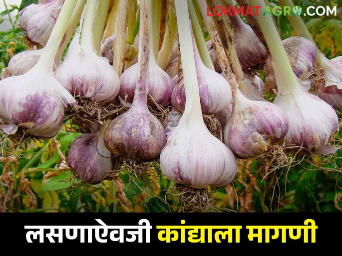 Garlic sales at record highs due to decrease in arrivals; How much market price you get? | आवक घटल्याने लसणाची आतापर्यंत उच्चांकी दराने विक्री; किती मिळाला भाव Garlic sales at record highs due to decrease in arrivals; How much market price you get? | आवक घटल्याने लसणाची आतापर्यंत उच्चांकी दराने विक्री; किती मिळाला भाव