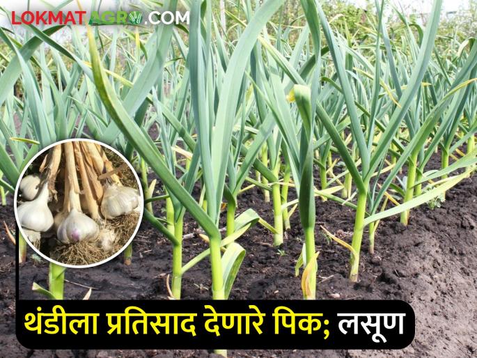 Cultivation technology for increasing garlic production | लसूण उत्पादन वाढीसाठी लागवडीचे तंत्रज्ञान Cultivation technology for increasing garlic production | लसूण उत्पादन वाढीसाठी लागवडीचे तंत्रज्ञान