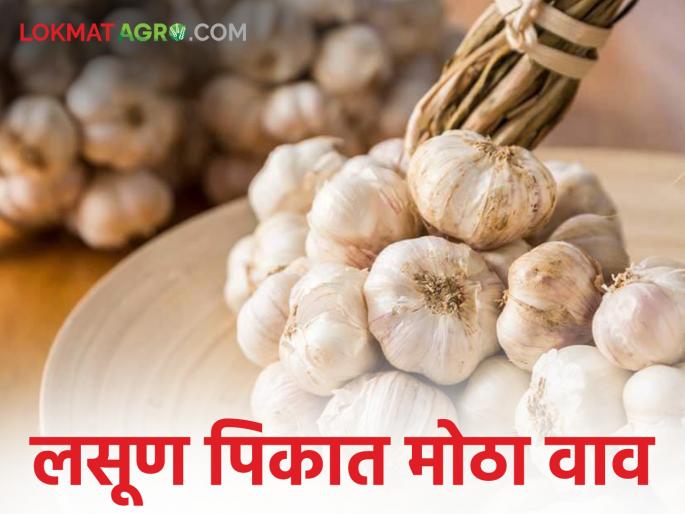 In the last three years, the market price of this crop has increased by almost 30 times; How to read in detail | मागील तीन वर्षात या पिकाच्या बाजारभावात तब्बल ३० पटीने होतेय वाढ; कशी वाचा सविस्तर In the last three years, the market price of this crop has increased by almost 30 times; How to read in detail | मागील तीन वर्षात या पिकाच्या बाजारभावात तब्बल ३० पटीने होतेय वाढ; कशी वाचा सविस्तर