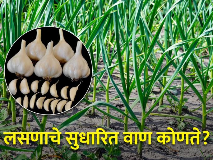 Cultivation of Garlic, Which Varieties to Choose for Greater Yield? | लसूण लावताय, अधिक उत्पादनासाठी कोणते वाण निवडाल? Cultivation of Garlic, Which Varieties to Choose for Greater Yield? | लसूण लावताय, अधिक उत्पादनासाठी कोणते वाण निवडाल?