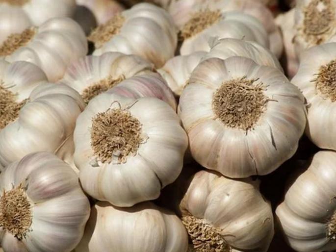 Afghani garlic is great; Prices higher than 'Deshi'; 380 in the retail market | अफगाणी लसूण मस्त; ‘देशी’पेक्षा भाव जास्त; किरकोळ मार्केटमध्ये ३८० रुपये दर Afghani garlic is great; Prices higher than 'Deshi'; 380 in the retail market | अफगाणी लसूण मस्त; ‘देशी’पेक्षा भाव जास्त; किरकोळ मार्केटमध्ये ३८० रुपये दर