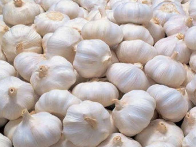 Garlic prices rise sharply Result of continuous rain | लसणाचे भाव झपाट्याने वाढले, नवी आवक घटली; सततच्या पावसाचा परिणाम Garlic prices rise sharply Result of continuous rain | लसणाचे भाव झपाट्याने वाढले, नवी आवक घटली; सततच्या पावसाचा परिणाम