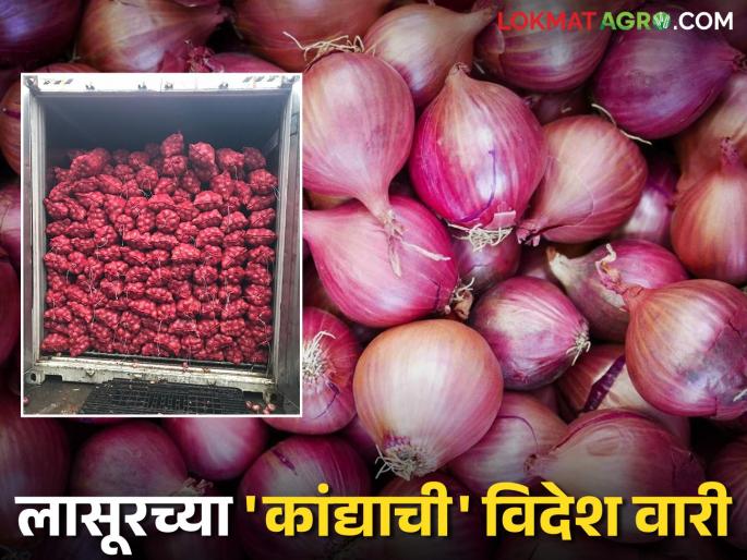 Onion Export: latest news 900 quintals of onion from Lasur station left for Dubai, Sri Lanka; Read details on the price received | Onion Export : लासूर स्टेशनचा ९०० क्विंटल कांदा दुबई, श्रीलंकेला रवाना; असा मिळाला दर वाचा सविस्तर Onion Export: latest news 900 quintals of onion from Lasur station left for Dubai, Sri Lanka; Read details on the price received | Onion Export : लासूर स्टेशनचा ९०० क्विंटल कांदा दुबई, श्रीलंकेला रवाना; असा मिळाला दर वाचा सविस्तर