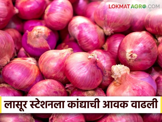 Onion Market : Arrival of onions at Lasur station; Read in detail what was received and the price | Onion Market : लासूर स्टेशनला या कांद्याची आवक; काय मिळाला दर ते वाचा सविस्तर