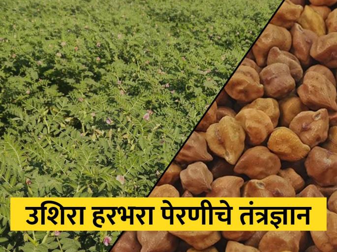 Irrigated chick pea gram cultivation technology | बागायती हरभरा लागवड तंत्रज्ञान Irrigated chick pea gram cultivation technology | बागायती हरभरा लागवड तंत्रज्ञान