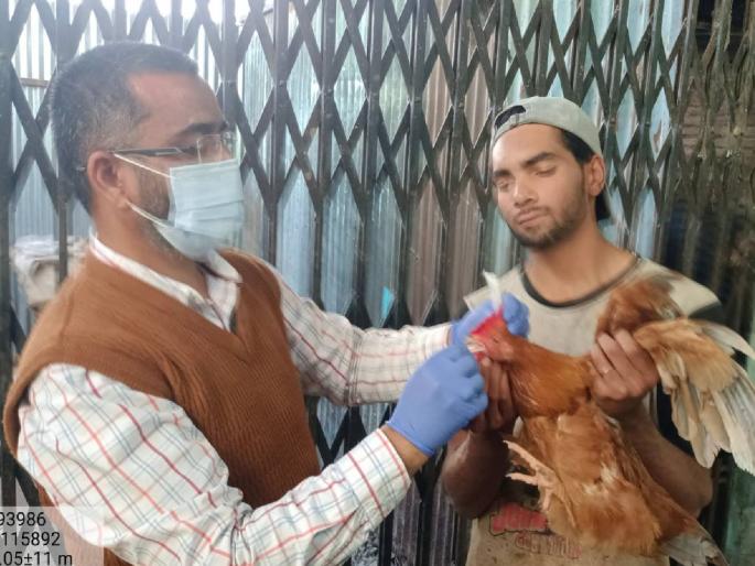 Samples of 40 poultry from alert zones to be tested | अलर्ट झोनमधील ४० कुक्कुटपक्ष्यांचे नमुने तपासणीस; बर्डफ्लूच्या भीतीमुळे पोल्ट्री चालकांना सूचना Samples of 40 poultry from alert zones to be tested | अलर्ट झोनमधील ४० कुक्कुटपक्ष्यांचे नमुने तपासणीस; बर्डफ्लूच्या भीतीमुळे पोल्ट्री चालकांना सूचना