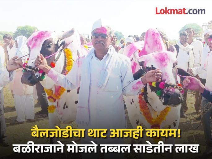 The spectacle of the bullock pair continues even today; Baliraja counted three lakhs and 50 thousand for pair of bullock in the Handarguli market | बैलजोडीचा थाट आजही कायम! हंडरगुळीच्या बाजारात बळीराजाने मोजले तब्बल साडेतीन लाख The spectacle of the bullock pair continues even today; Baliraja counted three lakhs and 50 thousand for pair of bullock in the Handarguli market | बैलजोडीचा थाट आजही कायम! हंडरगुळीच्या बाजारात बळीराजाने मोजले तब्बल साडेतीन लाख