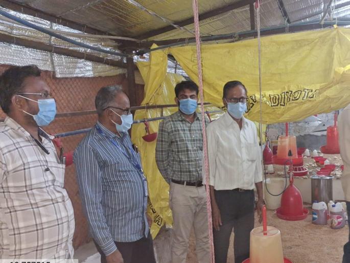 Relief! Report of chickens in Udgira negative, no bird flu infection | दिलासा! उदगिरातील कोंबड्यांचा अहवाल निगेटिव्ह, बर्ड फ्लूची बाधा नाही Relief! Report of chickens in Udgira negative, no bird flu infection | दिलासा! उदगिरातील कोंबड्यांचा अहवाल निगेटिव्ह, बर्ड फ्लूची बाधा नाही
