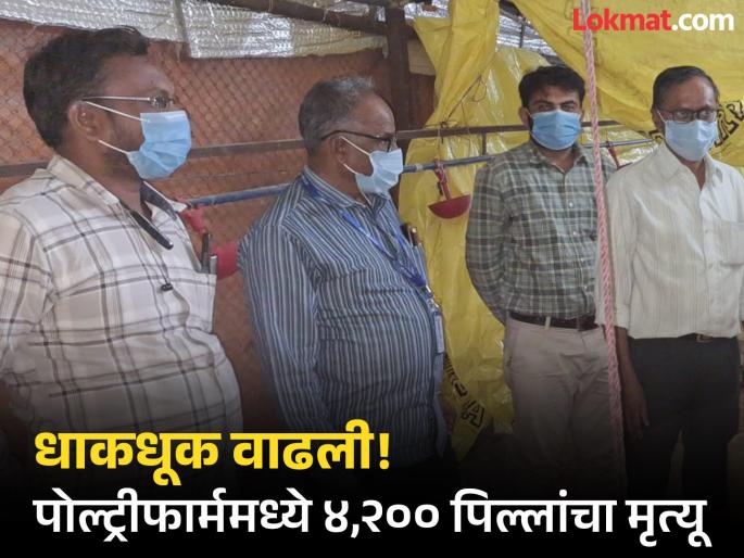 Fears grow! 4,200 chicks die in poultry farm, incident in Latur district | धाकधूक वाढली! पोल्ट्रीफार्ममध्ये ४,२०० पिल्लांचा मृत्य, लातूर जिल्ह्यातील घटना Fears grow! 4,200 chicks die in poultry farm, incident in Latur district | धाकधूक वाढली! पोल्ट्रीफार्ममध्ये ४,२०० पिल्लांचा मृत्य, लातूर जिल्ह्यातील घटना