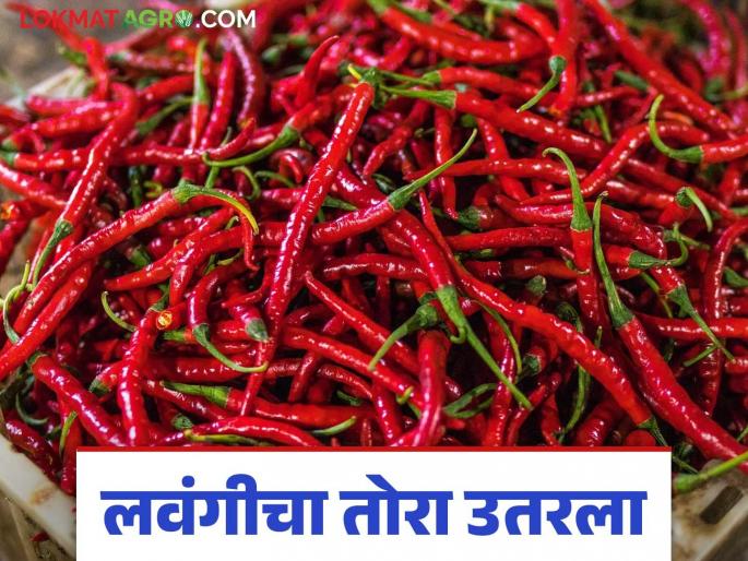 Lavangi Mirchi Market Update: latest news Chili rate low; Read the reason in detail | Lavangi Mirchi Market Update:लवंगीचा तोरा उतरला; काय आहे कारण ते वाचा सविस्तर Lavangi Mirchi Market Update: latest news Chili rate low; Read the reason in detail | Lavangi Mirchi Market Update:लवंगीचा तोरा उतरला; काय आहे कारण ते वाचा सविस्तर