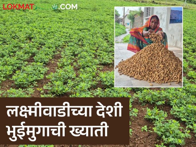 A native ground nut that tastes like cashews; Laxmiwadi farmers unique pattern of groundnut cultivation | काजू खावी तशी चव लागणारी देशी शेंग; लक्ष्मीवाडीच्या शेतकऱ्यांचा भुईमूग लागवडीचा हटके पॅटर्न