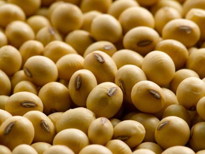 Soybean Market Maharashtra: Inflow of 6197 quintals of soybeans in afternoon session in state, read details.. | Soybean Market Maharashtra: राज्यात दुपारच्या सत्रात 6197 क्विंटल सोयाबीनची आवक, वाचा सविस्तर.. Soybean Market Maharashtra: Inflow of 6197 quintals of soybeans in afternoon session in state, read details.. | Soybean Market Maharashtra: राज्यात दुपारच्या सत्रात 6197 क्विंटल सोयाबीनची आवक, वाचा सविस्तर..