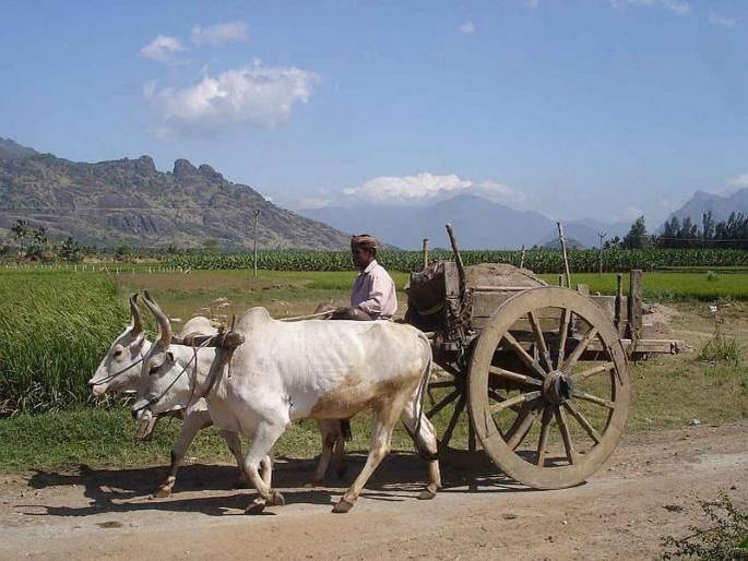 In the mechanical age the survival of the bullock is in danger | यांत्रिक युगात बैलगाडीचे अस्तित्व धोक्यात In the mechanical age the survival of the bullock is in danger | यांत्रिक युगात बैलगाडीचे अस्तित्व धोक्यात
