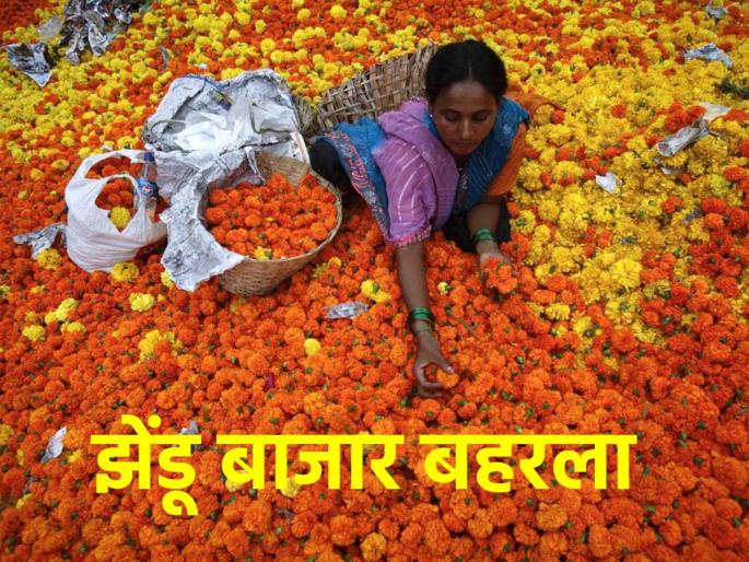 The market is blooming with marigold flowers, the price is 50 to 150 rupees per kg | बाजार झेंडू फुलांनी बहरला, ५० ते १५० रुपये किलोने होतोय भाव The market is blooming with marigold flowers, the price is 50 to 150 rupees per kg | बाजार झेंडू फुलांनी बहरला, ५० ते १५० रुपये किलोने होतोय भाव