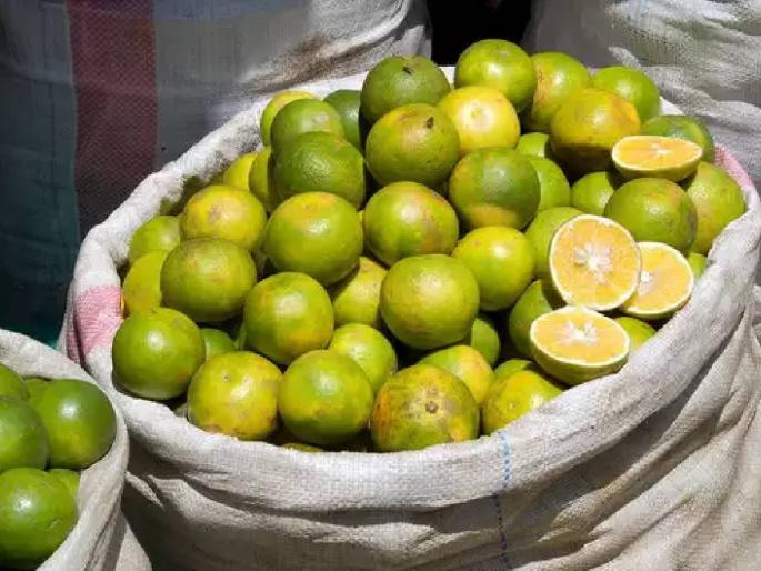 Oranges, Mosambis are in full bloom, fruits are falling, farmers are in financial crisis | संत्रा,मोसंबीची भर बहरात फळगळ, शेतकरी आर्थिक संकटात Oranges, Mosambis are in full bloom, fruits are falling, farmers are in financial crisis | संत्रा,मोसंबीची भर बहरात फळगळ, शेतकरी आर्थिक संकटात