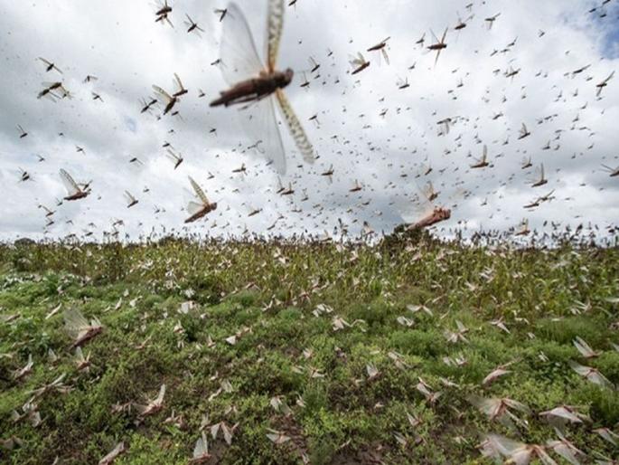 Crops on 90,000 hectares destroyed by locusts in Rajasthan; The biggest locust in 26 years | राजस्थानात ९० हजार हेक्टरवरील पिके टोळधाडीत नष्ट; २६ वर्षांतील सर्वांत मोठी टोळधाड Crops on 90,000 hectares destroyed by locusts in Rajasthan; The biggest locust in 26 years | राजस्थानात ९० हजार हेक्टरवरील पिके टोळधाडीत नष्ट; २६ वर्षांतील सर्वांत मोठी टोळधाड