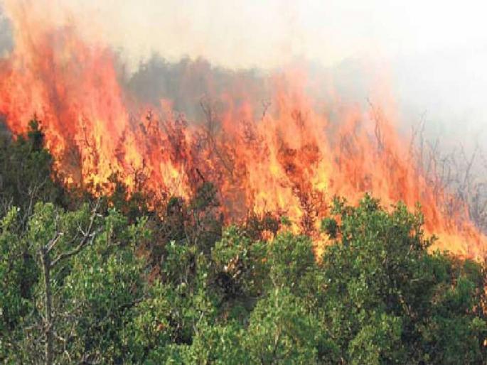 Ten-year forest area fire audit; Pench, Tadoba, Tipeshwar, Melghat target | दहा वर्षांतील वनक्षेत्राच्या आगीचे 'ऑडिट'; पेंच, ताडोबा, टिपेश्र्वर, मेळघाट लक्ष्य Ten-year forest area fire audit; Pench, Tadoba, Tipeshwar, Melghat target | दहा वर्षांतील वनक्षेत्राच्या आगीचे 'ऑडिट'; पेंच, ताडोबा, टिपेश्र्वर, मेळघाट लक्ष्य