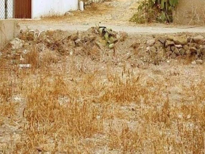 An animal is hidden in this 'picture'; Let's find out | 'या' चित्रात लपला आहे एक प्राणी; शोधा पाहू An animal is hidden in this 'picture'; Let's find out | 'या' चित्रात लपला आहे एक प्राणी; शोधा पाहू