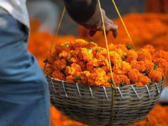 Dussehra is not worth the money, why will marigolds get a good price even in Diwali? | दसऱ्याला कवडीमोल, आता दिवाळीत तरी झेंडूला मिळणार का चांगला भाव? Dussehra is not worth the money, why will marigolds get a good price even in Diwali? | दसऱ्याला कवडीमोल, आता दिवाळीत तरी झेंडूला मिळणार का चांगला भाव?