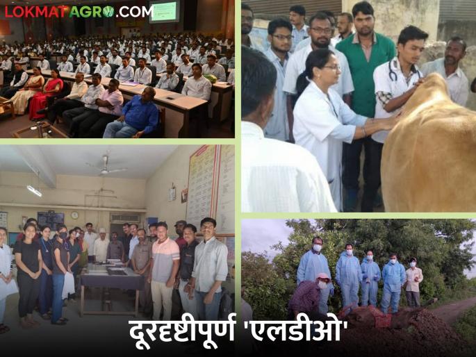 The post of Livestock Development Officer in the state will get glamor now | राज्यात पशुधन विकास अधिकारी पदाला मिळणार आता ग्लॅमर The post of Livestock Development Officer in the state will get glamor now | राज्यात पशुधन विकास अधिकारी पदाला मिळणार आता ग्लॅमर