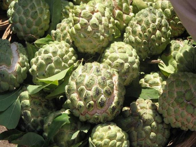 of Sitaphals in Satpura | सातपुड्यातील सीताफळ विक्रीतून होतोय रोजगार उपलब्ध