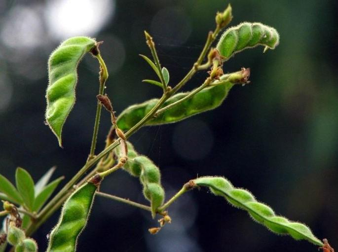 In Wardha district, larvae attack on trumpet while filling crop | वर्धा जिल्ह्यात शेंग भरत असतानाच तुरीवर अळीचा अटॅक In Wardha district, larvae attack on trumpet while filling crop | वर्धा जिल्ह्यात शेंग भरत असतानाच तुरीवर अळीचा अटॅक